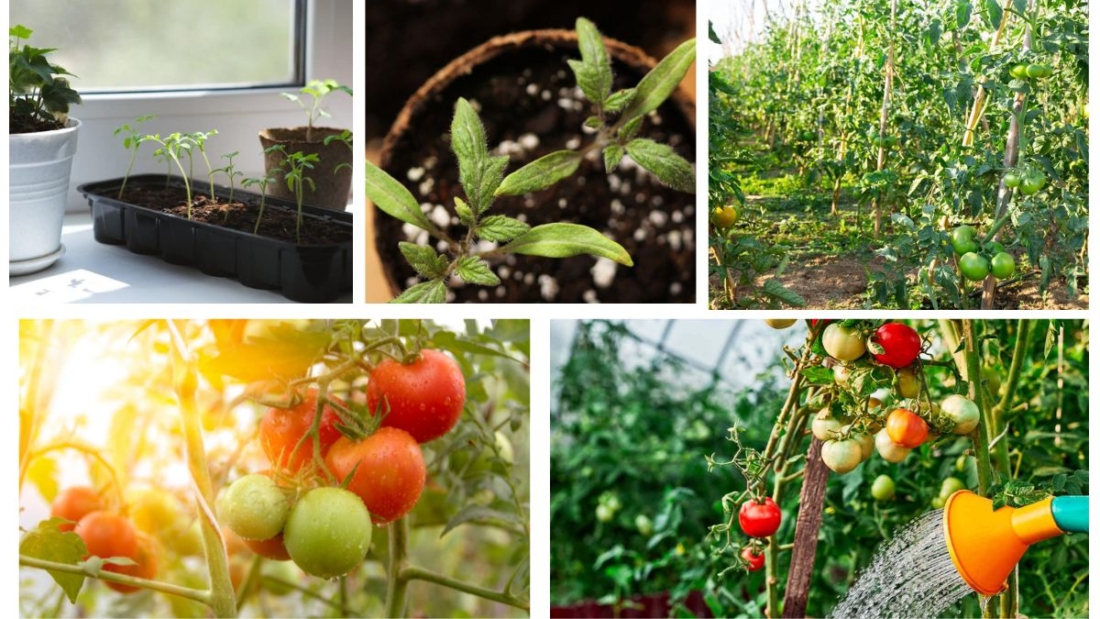 How Many Hours of Sunlight Do Tomato Plants Need?