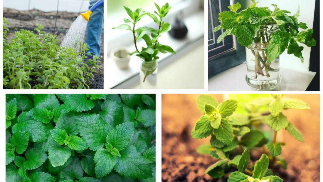 How Much Water Does a Mint Plant Need Daily?