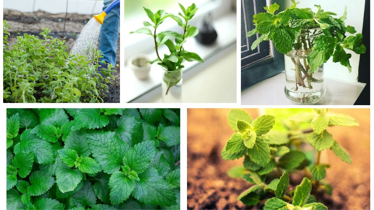 How Much Water Does a Mint Plant Need Daily?