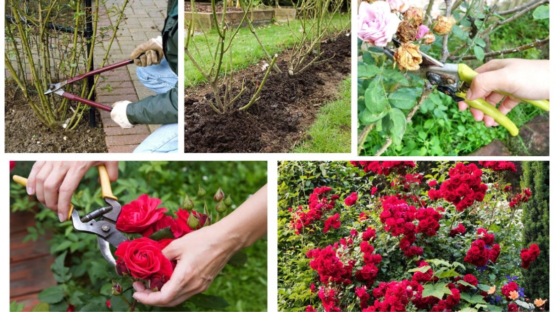 How Old Should a Rose Bush Be Before Pruning?