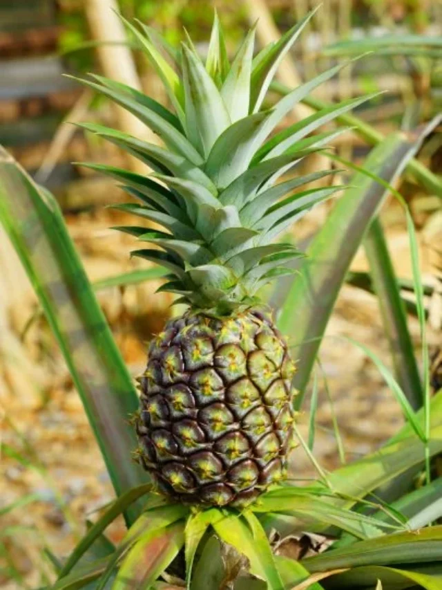 Step-by-Step Pineapple Growing Guide for Beginners at Home