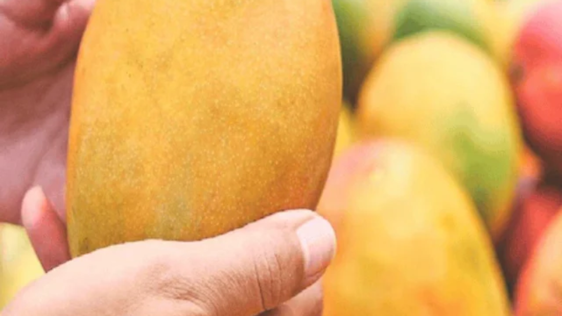 1749107971_Mango-Buying-Tips-8-2025-05-c53baa97fcf6b5d8b7541eb8ebf5be9d.jpg-2025-06-7247b7e1b7a7726509c085ff90eec8a9