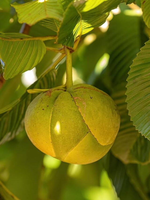 Who Leads the World in Elephant Apple Production? Find Out Here