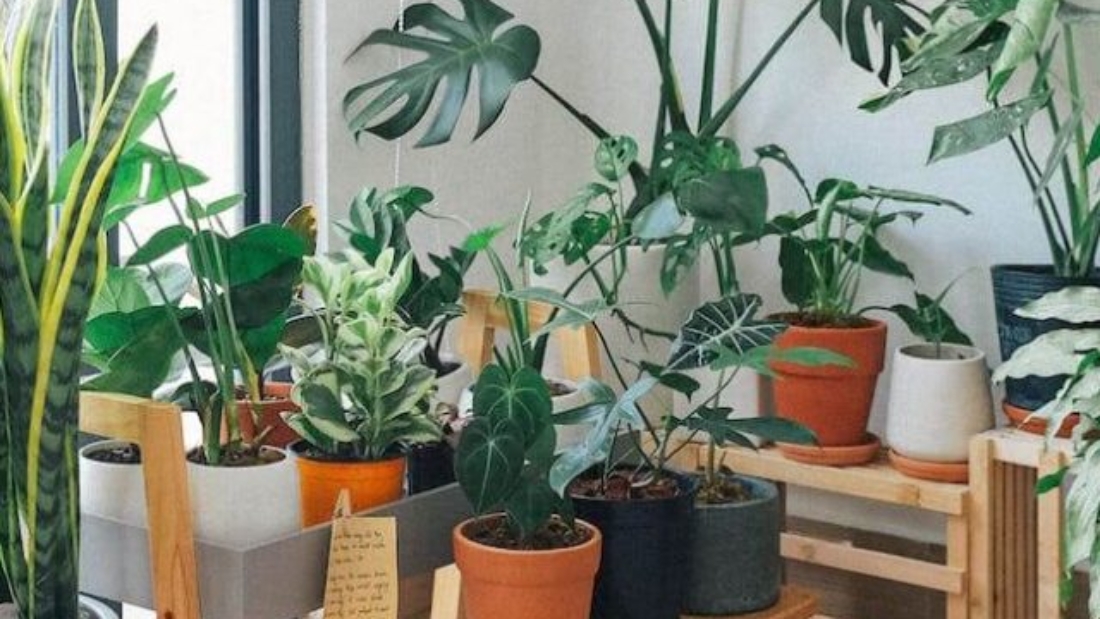 10 Oxygen-Rich Bedroom Plants to Improve Sleep and Clean Your Air