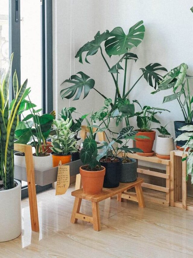 10 Oxygen-Rich Bedroom Plants to Improve Sleep and Clean Your Air