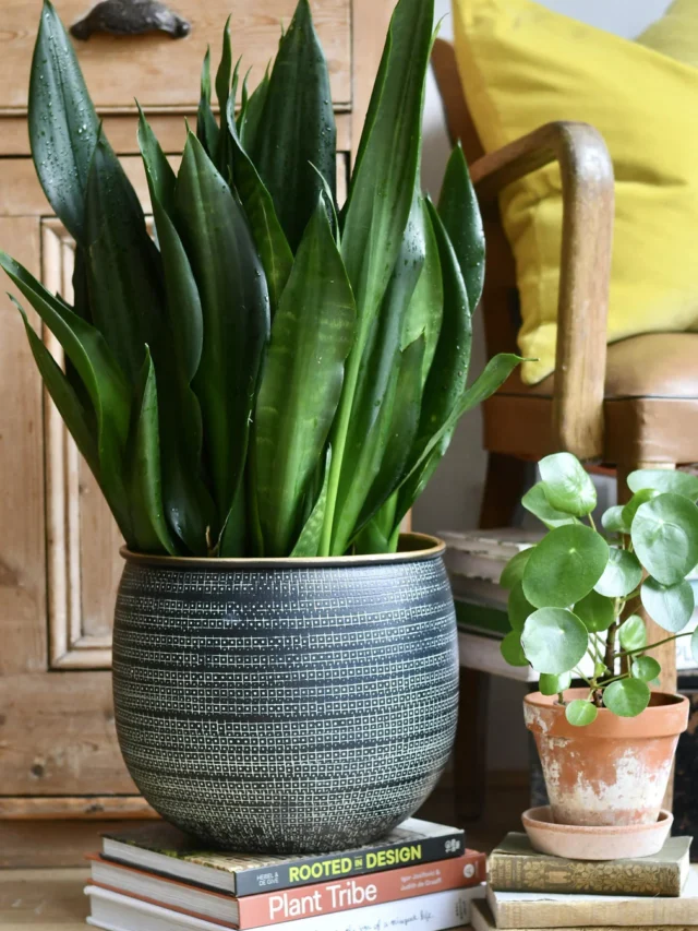 How Often Should You Do It for Healthy Growth?