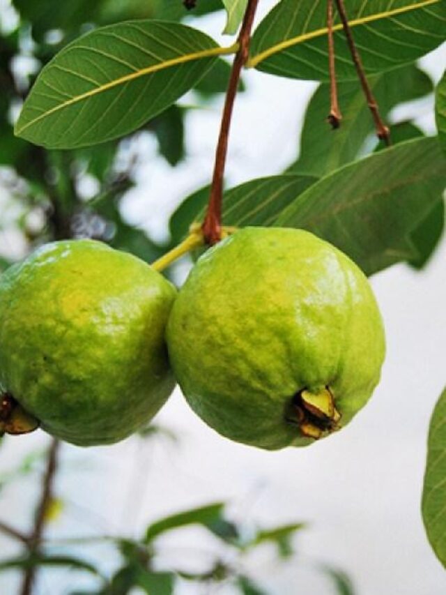 Who Produces the Most Guavas in the World? Top Country Revealed