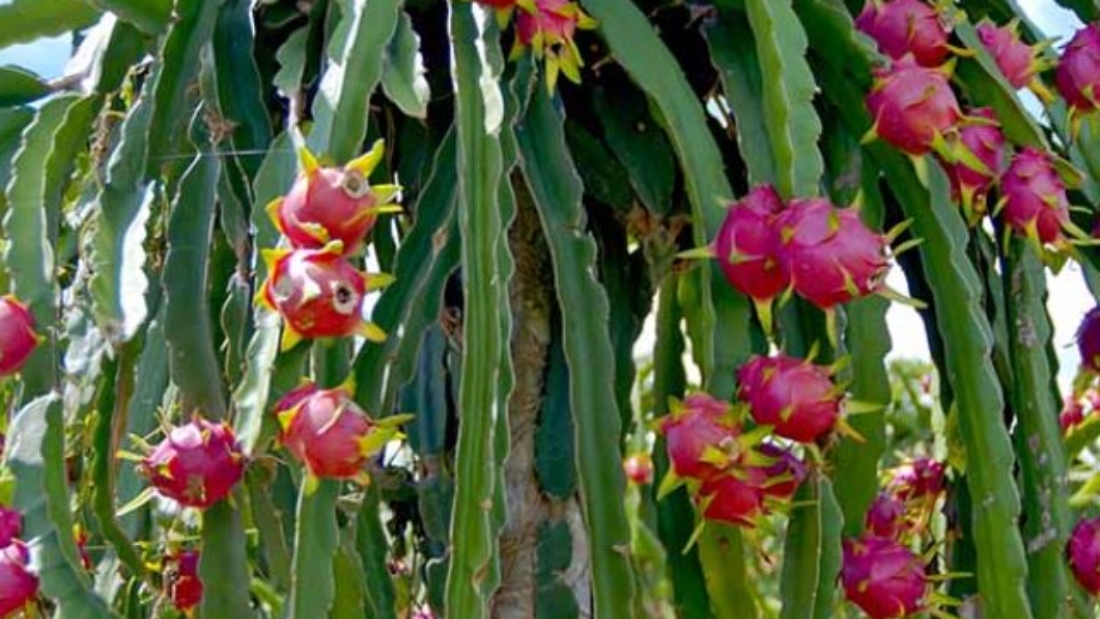 Large-Pitaya-Plants-Laden-with-Fruits