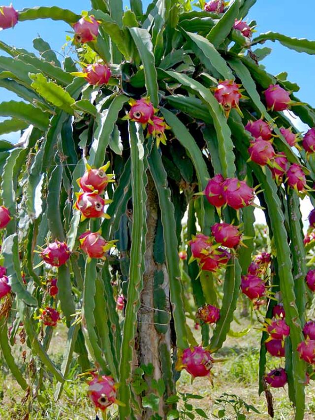 How to Successfully Grow a Dragon Fruit Plant at Home