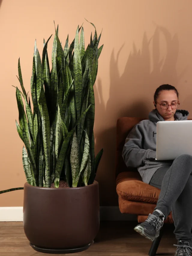 How Frequently Should You Water Your Snake Plant for Ideal Growth?