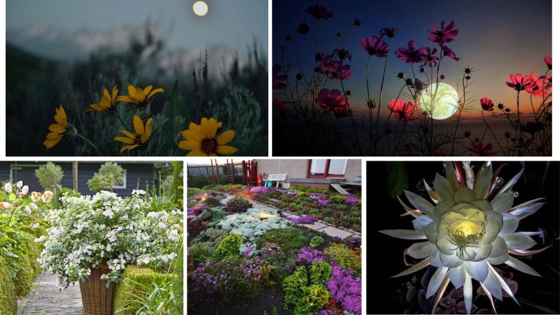 Plants That Reflect Moonlight Beautifully