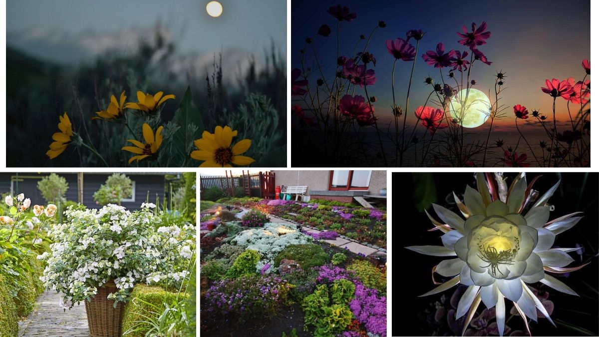 Plants That Reflect Moonlight Beautifully