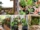 Evening Herb Garden Ideas for Apartments