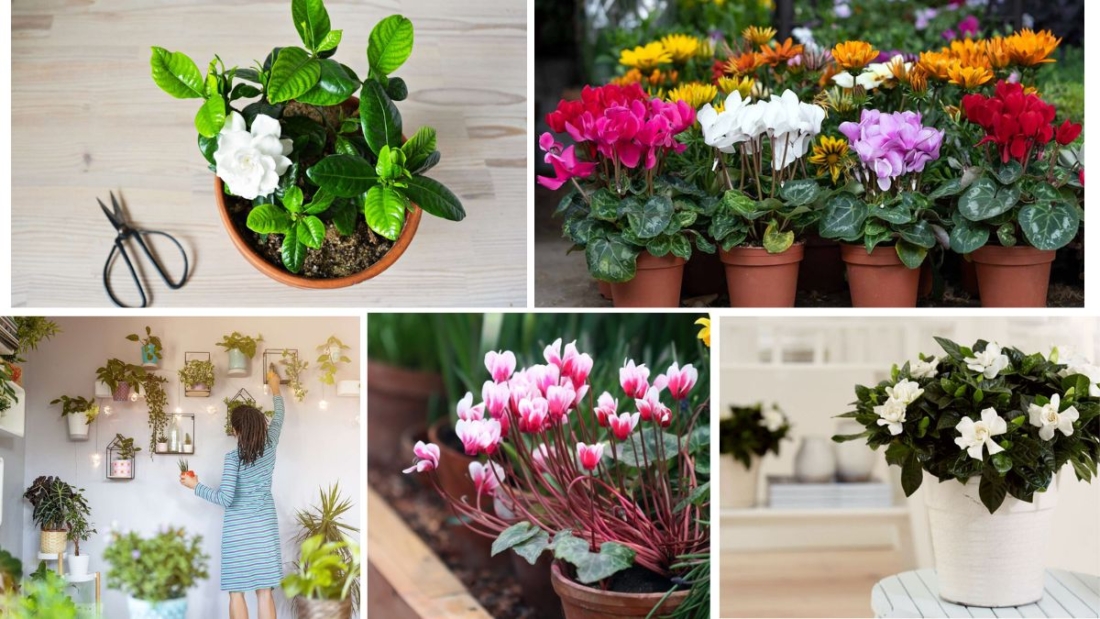 Low-Light Fragrant Plants for Bedrooms