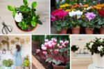 Low-Light Fragrant Plants for Bedrooms