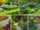 Aromatic Shrubs for Pathway Borders