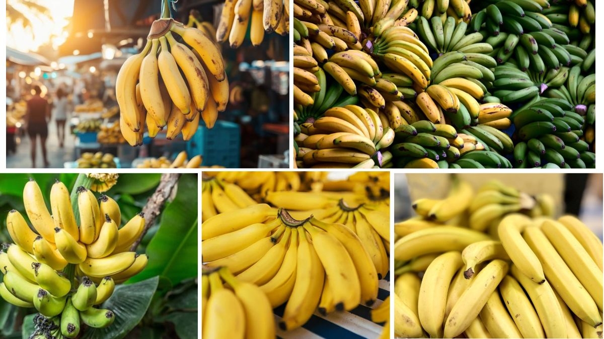 Why Latin America Leads in Banana Exports