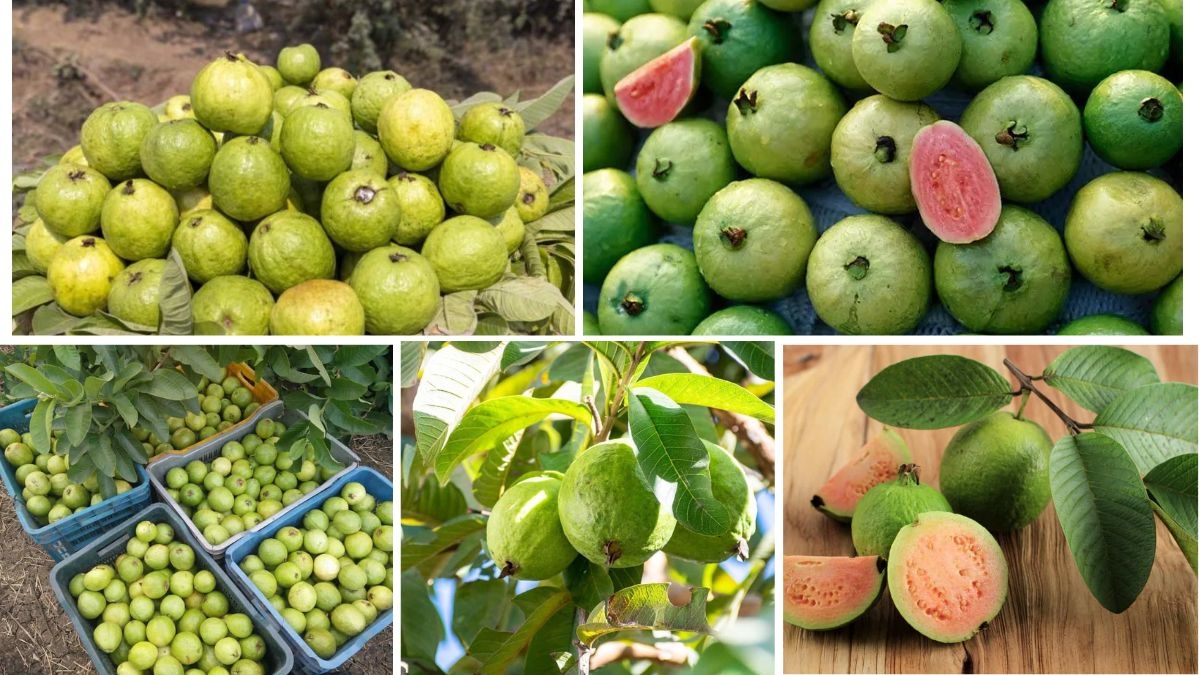 Guava Farming in India vs Brazil