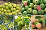 Guava Farming in India vs Brazil