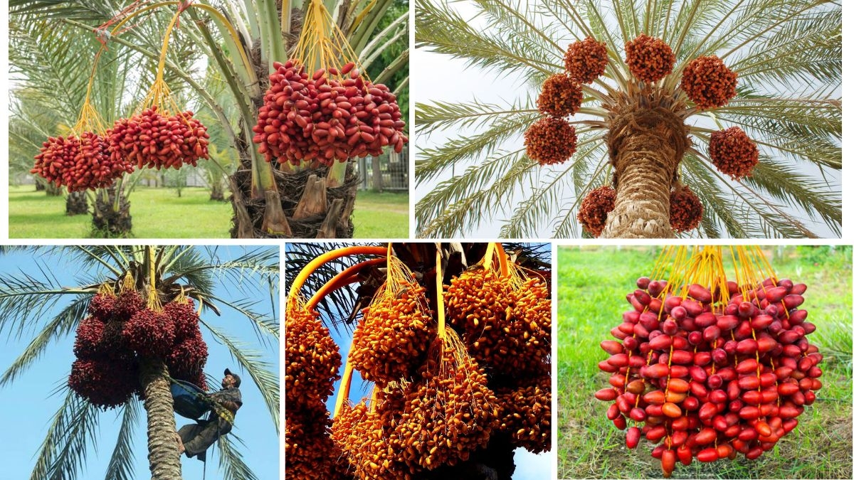 Date Farming in North Africa vs Middle East