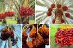 Date Farming in North Africa vs Middle East