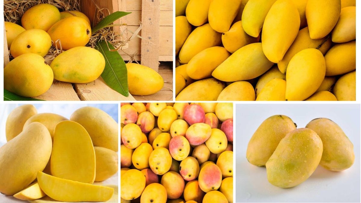 The Role of Climate in Global Mango Supply