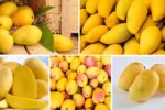 The Role of Climate in Global Mango Supply