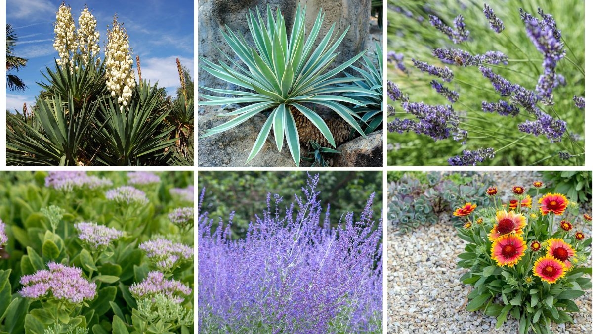 6 Drought-Resistant Plants for a Water-Wise Garden
