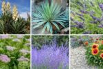 6 Drought-Resistant Plants for a Water-Wise Garden