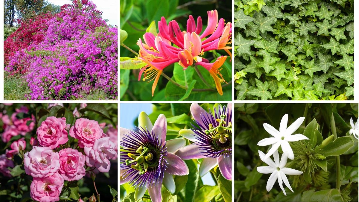 7 Climbing Plants That Create Natural Privacy Screens