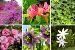 7 Climbing Plants That Create Natural Privacy Screens