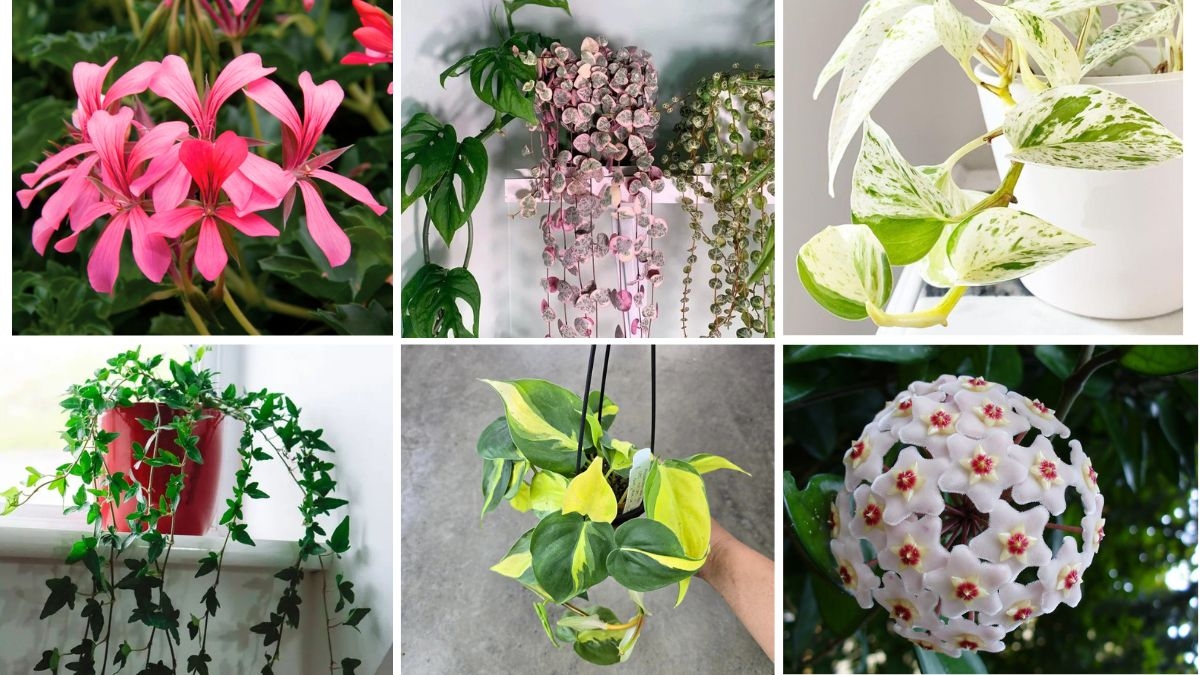 8 Indoor Vines That Bring Green Charm to Any Room