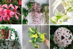 8 Indoor Vines That Bring Green Charm to Any Room