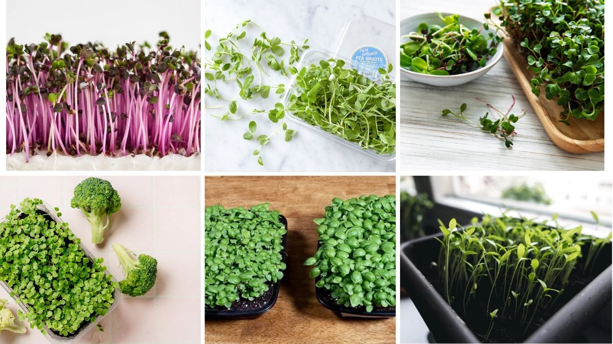 7 Indoor Microgreens You Can Grow Year-Round