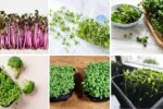 7 Indoor Microgreens You Can Grow Year-Round