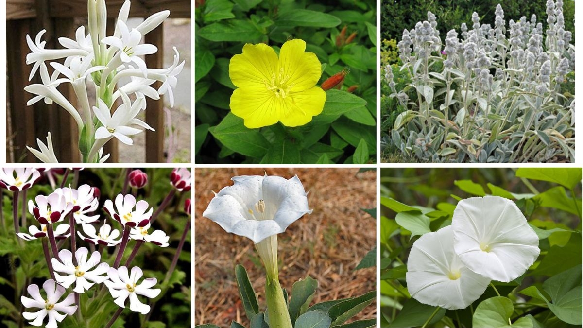 8 Gorgeous Moon Garden Plants That Glow at Night