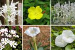 8 Gorgeous Moon Garden Plants That Glow at Night
