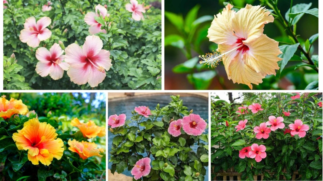 How to Start Growing Hibiscus for Tropical Blooms