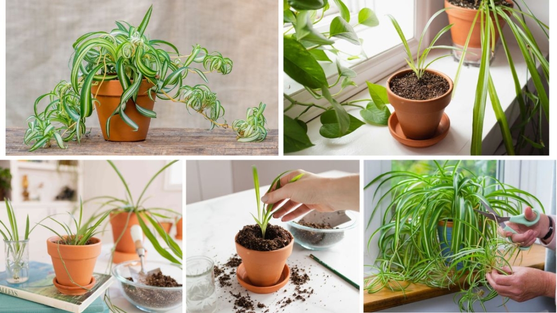 How to Start Growing Spider Plants Indoors