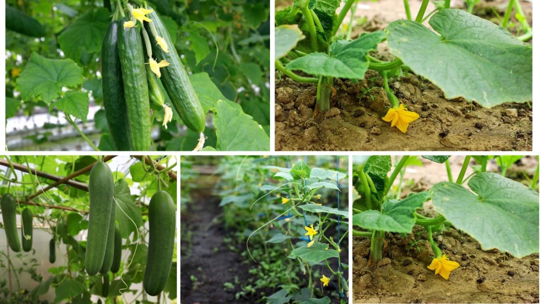 How to Start Growing Cucumbers at Home