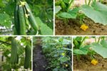How to Start Growing Cucumbers at Home