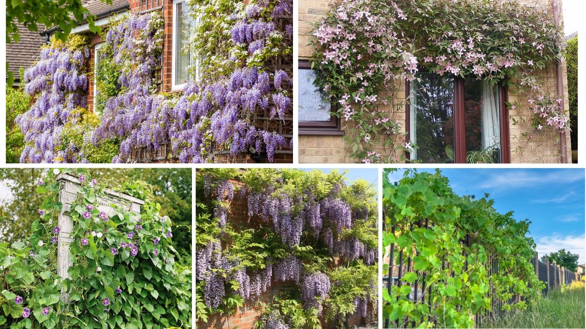 How to Train Climbing Plants for Fences