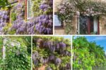 How to Train Climbing Plants for Fences