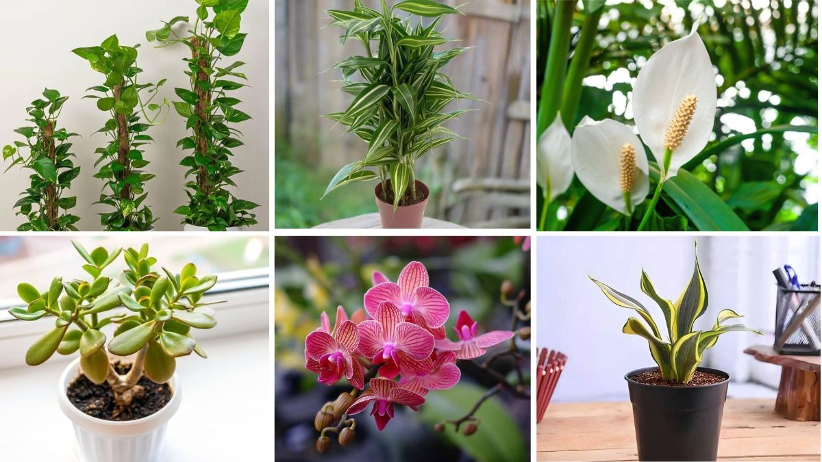 6 Easy-Care Plants That Bring Both Beauty and Good Fortune
