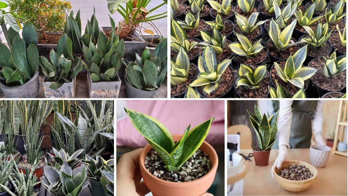 How to Keep Your Snake Plant Alive and Thriving All Year
