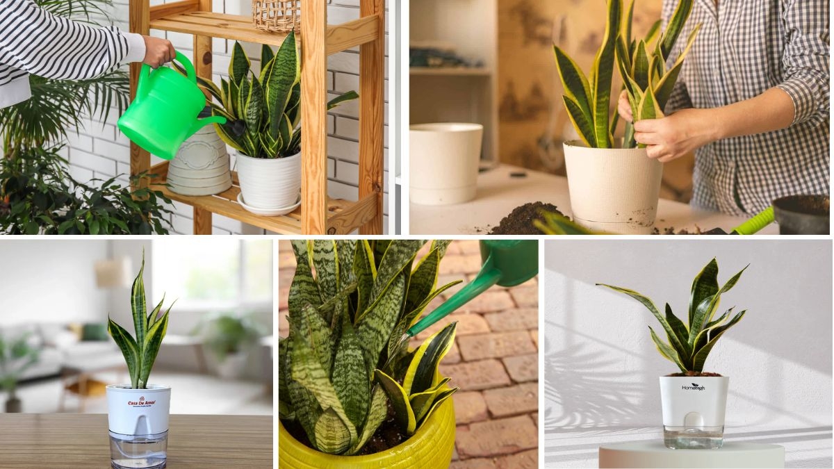 Proper Snake Plant Watering Tips Every Beginner Should Know