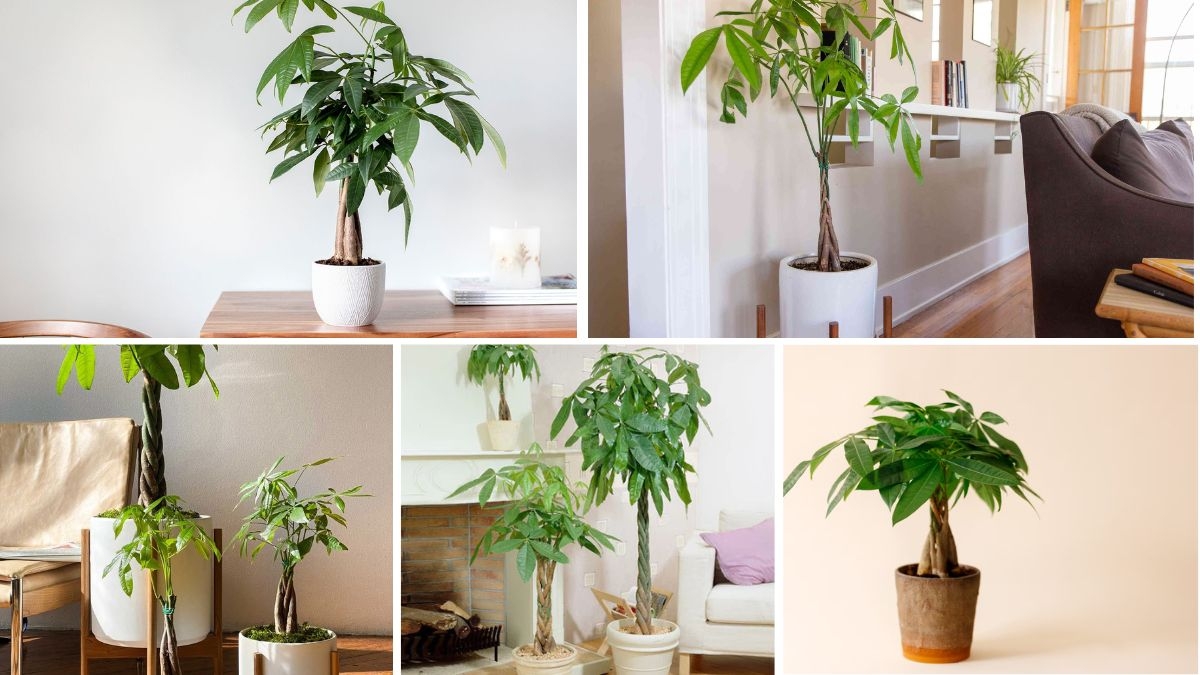 How to Take Care of a Money Tree for Luck and Prosperity