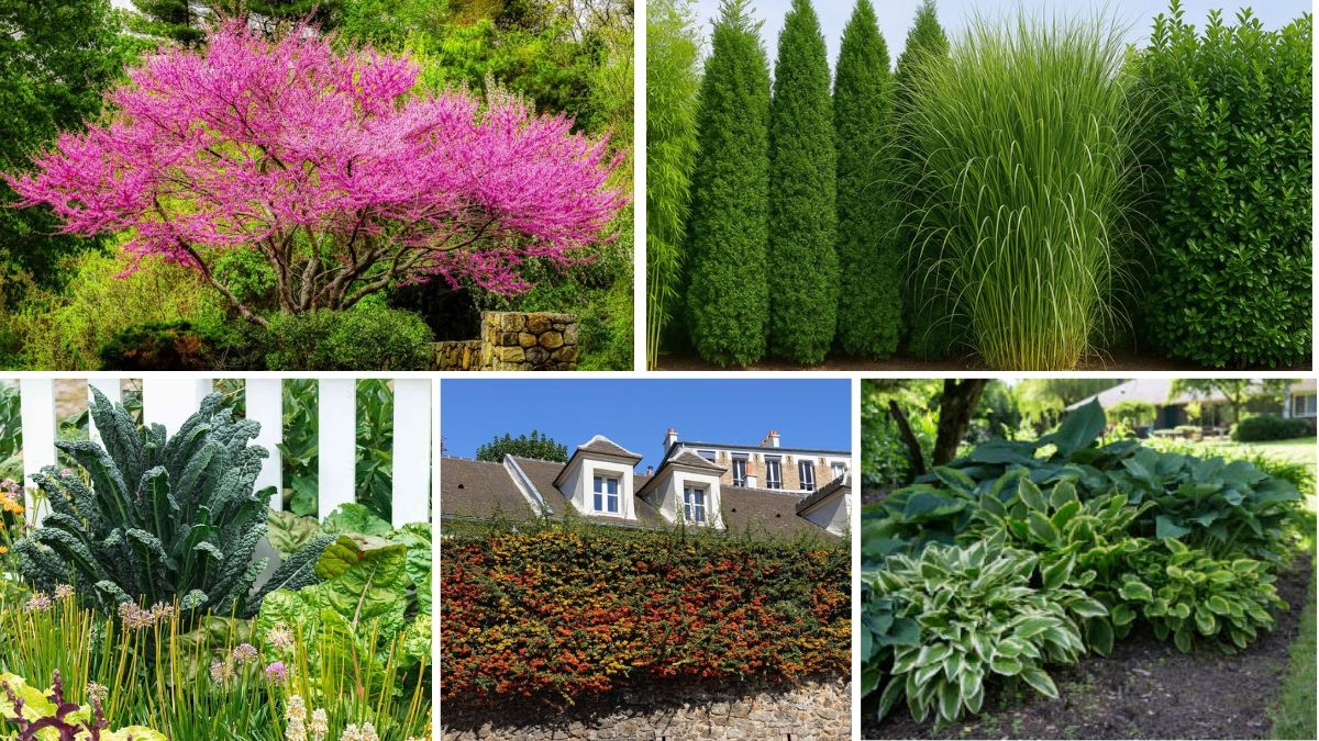 The Best Fast-Growing Plants to Protect Your Garden Naturally