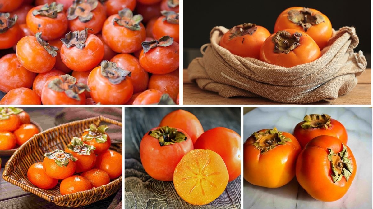 Which Country is the Largest Persimmon Exporter?