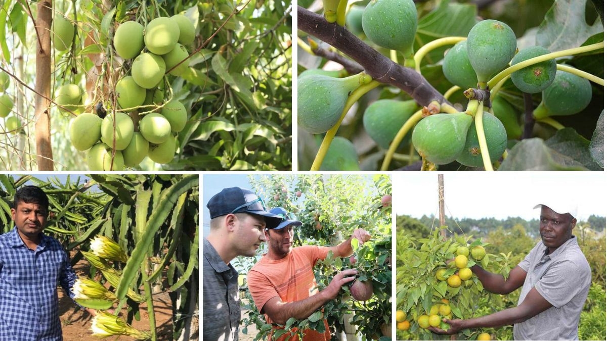 Fruit Farming Trends to Watch in 2025
